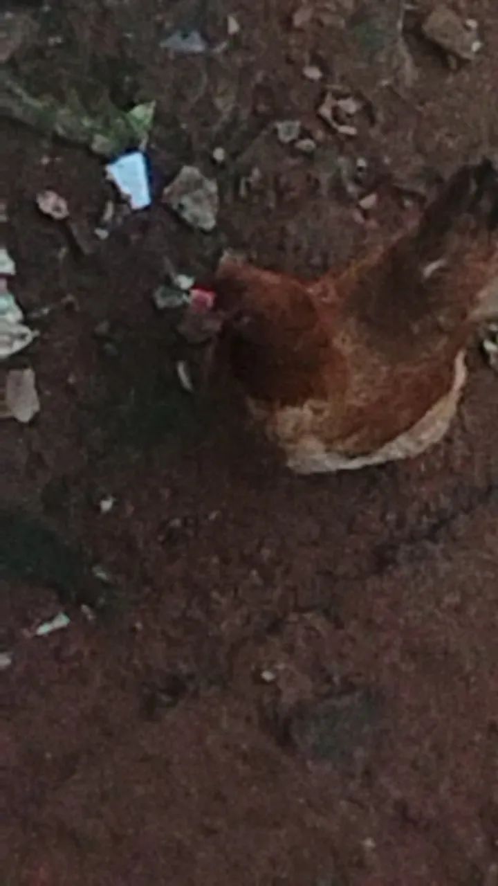 Vendo galos e galinhas  - Foto 2