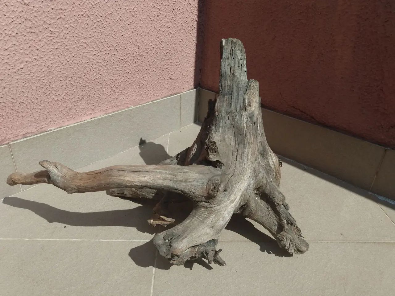 Raízes para terrários  - Foto 3