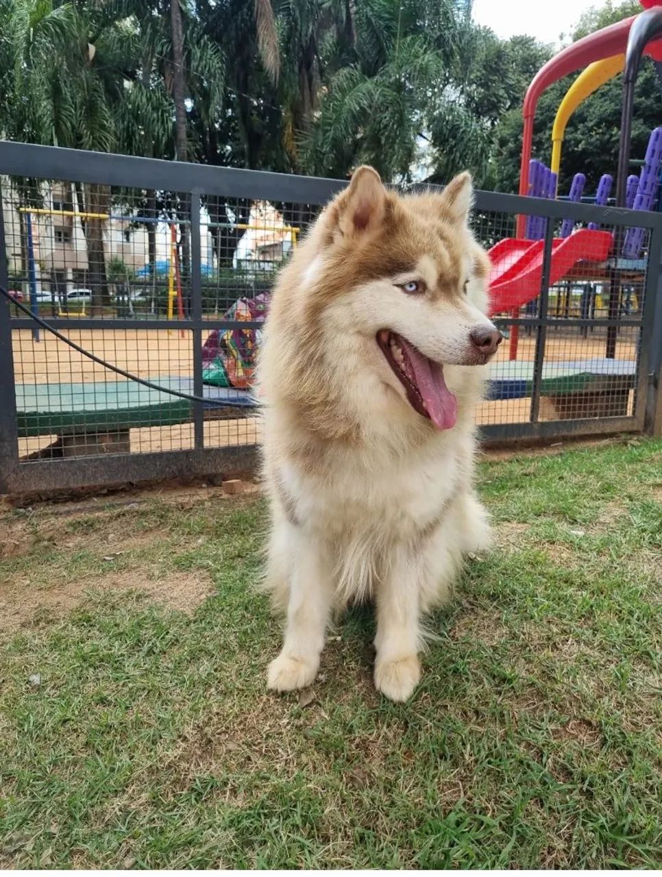 Doaçao de Husk Siberiano - Foto 2