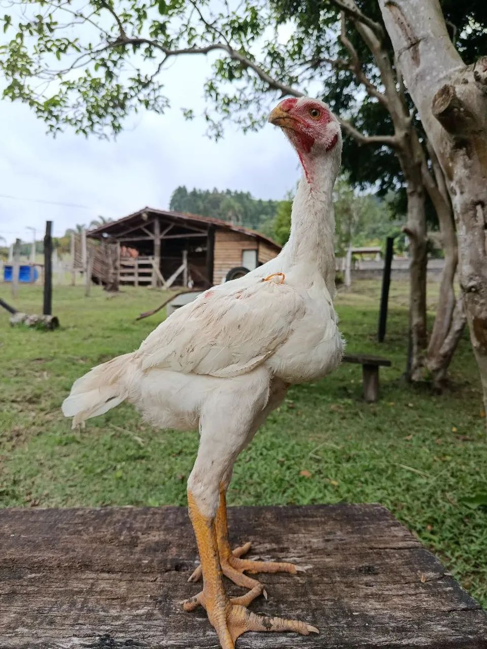 Índio gigante  - Foto 3