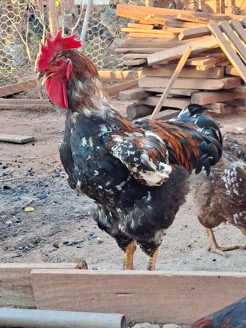 Galinha gsb 