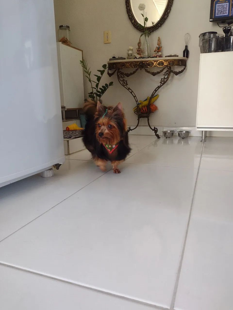 Yorkshire macho procura namorada, NÃO É DOAÇÃO! - Foto 5