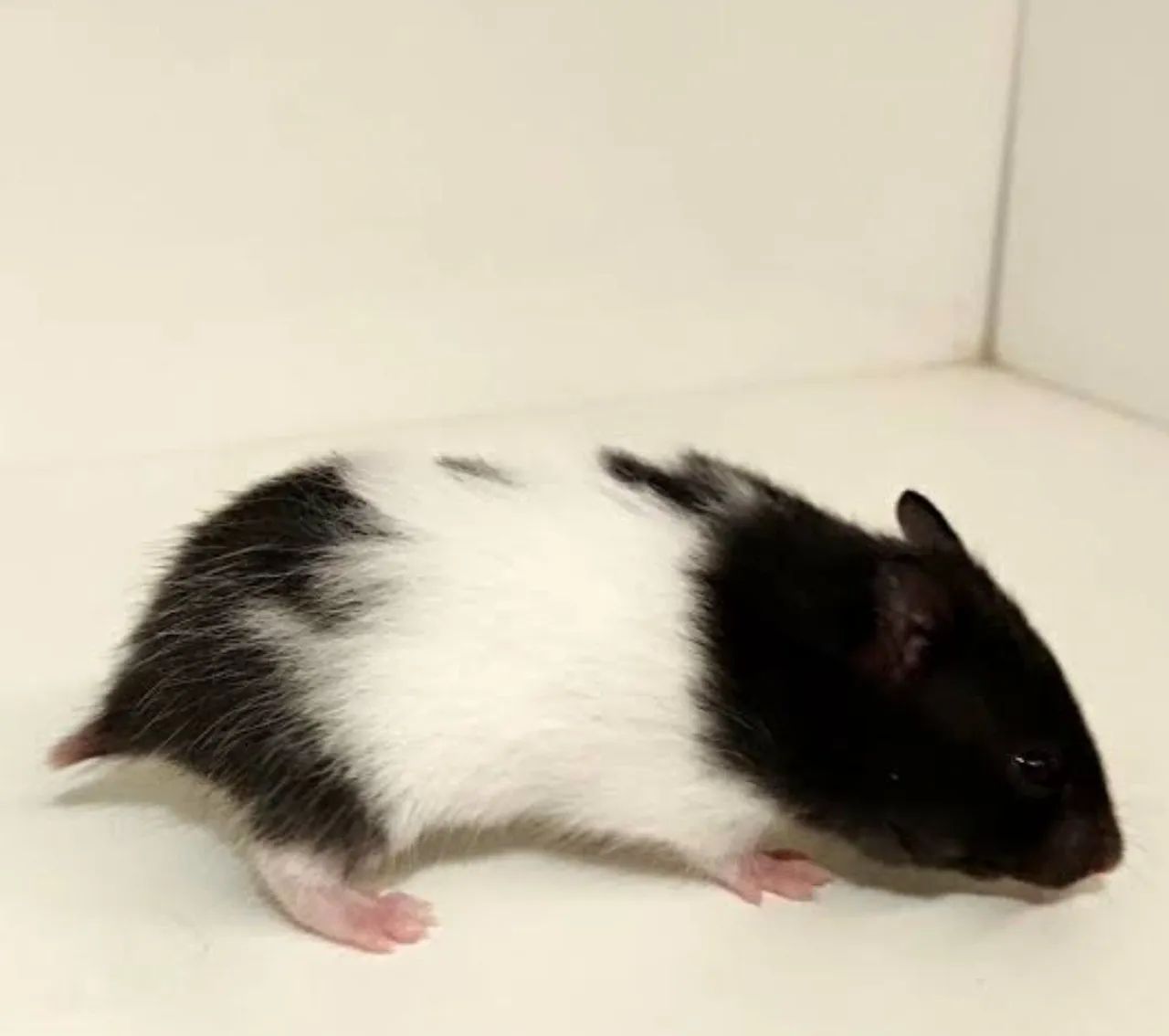 Hamster 