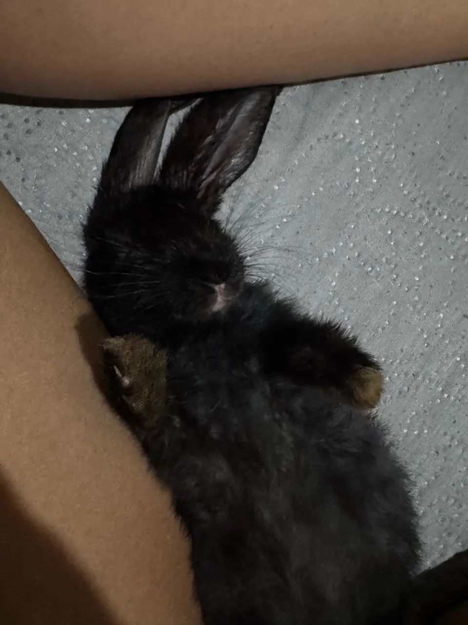 Vende-se coelho - Foto 2