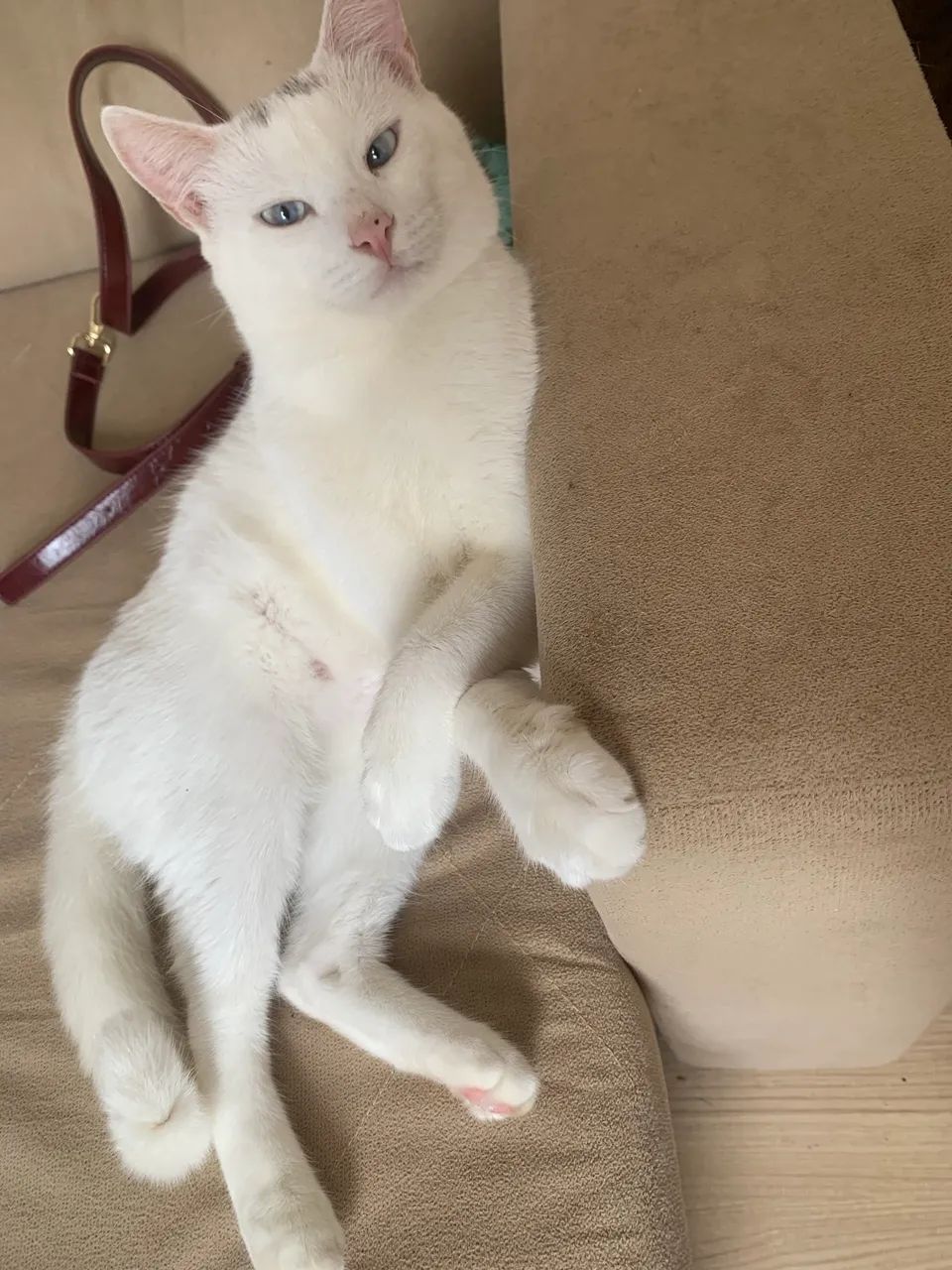 Gato Angora  - Foto 2