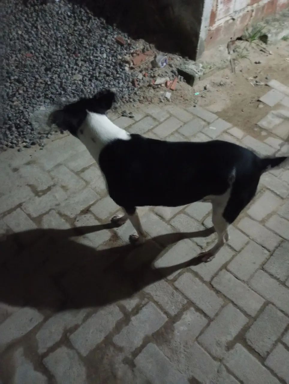 Cachorra para doar. Castrada vacinada  - Foto 4