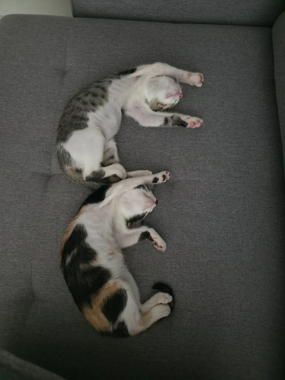 Gatinhos para adoção  - Foto 4