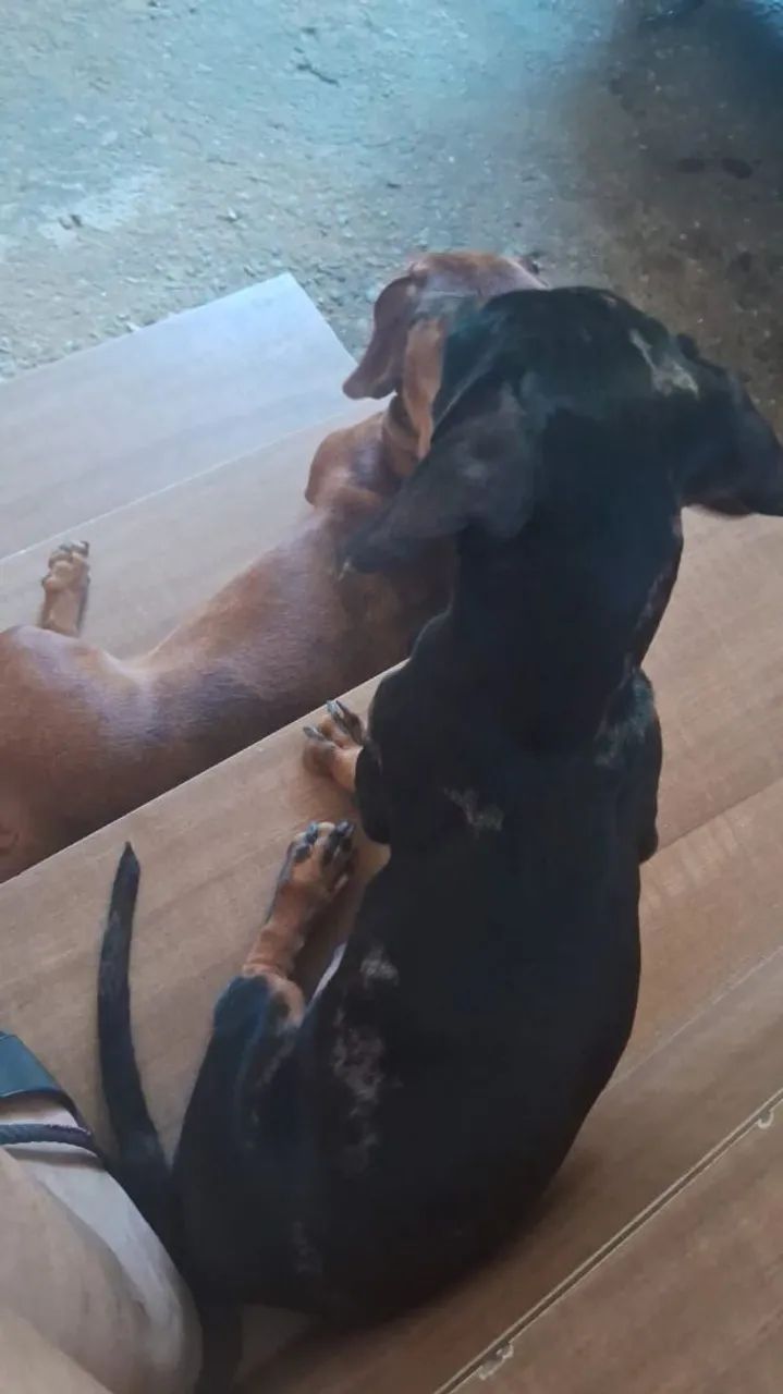 Vendo cachorro  - Foto 3