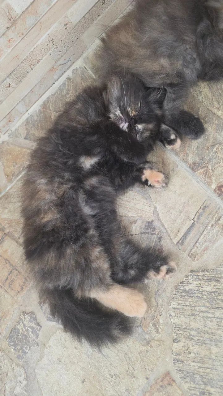 Gato Persa  - Foto 3