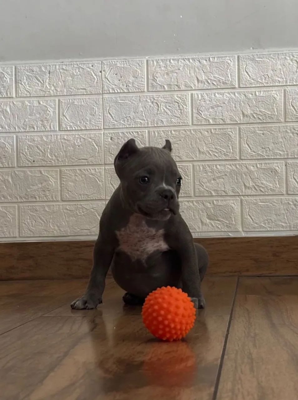 American Bully  - Foto 4