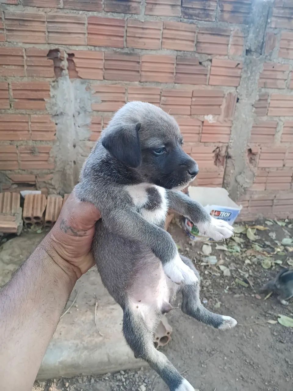 Doação responsável  - Foto 2