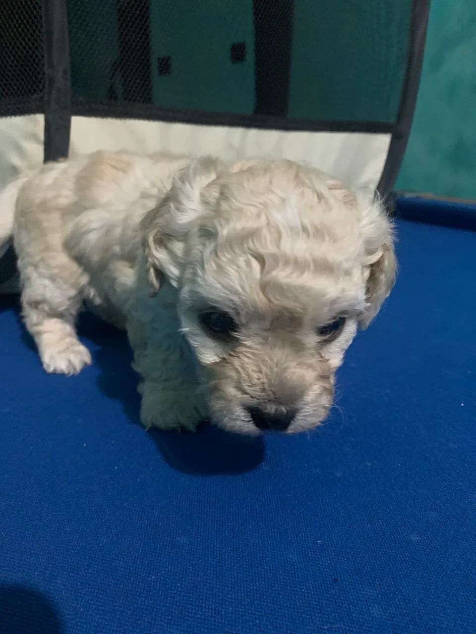 Filhote de cachorro - Foto 4