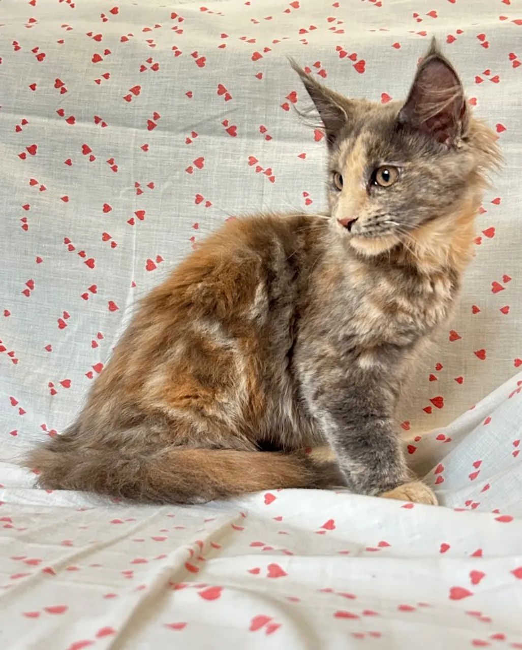 Maine Coon Fêmea 3 meses