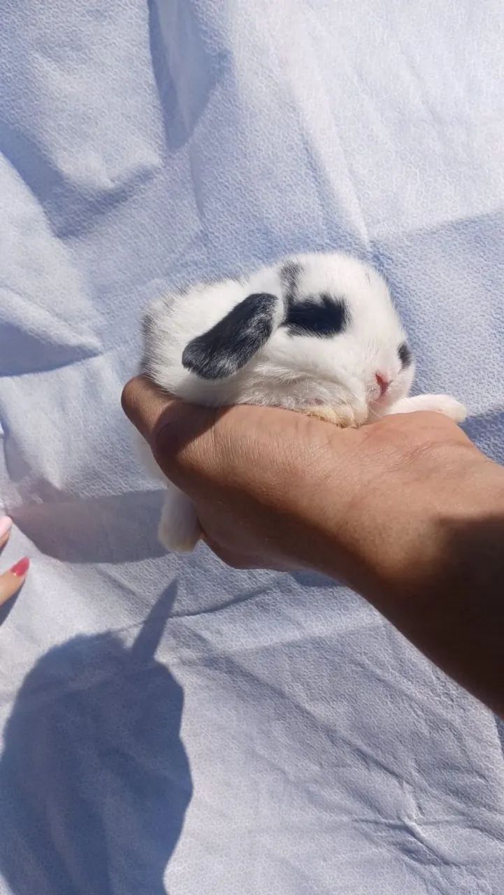 Mini coelhos  - Foto 2
