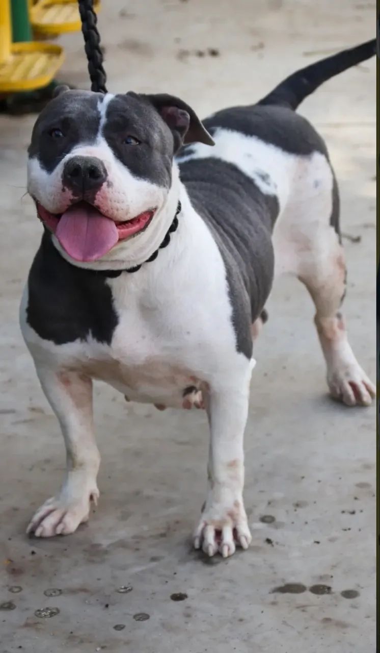 Pitmonster pra doação 