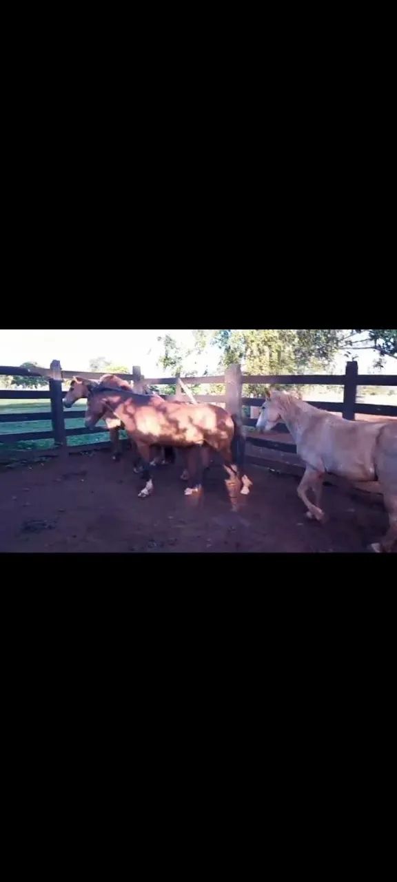 Cavalos de serviço (lida gado) - Foto 5