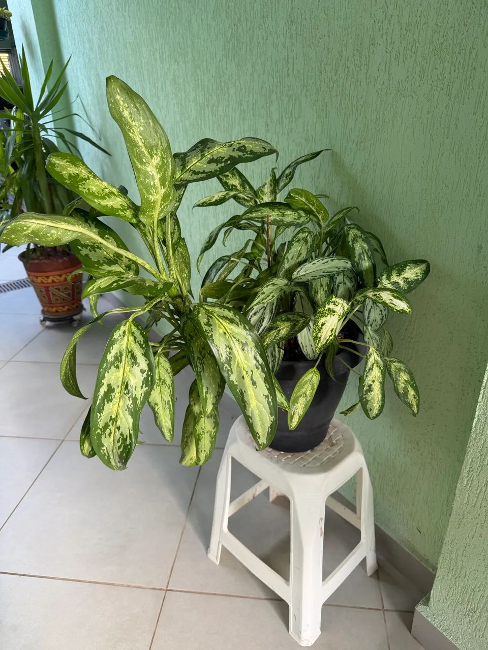 Vaso de planta com Aglaonemas - Foto 2