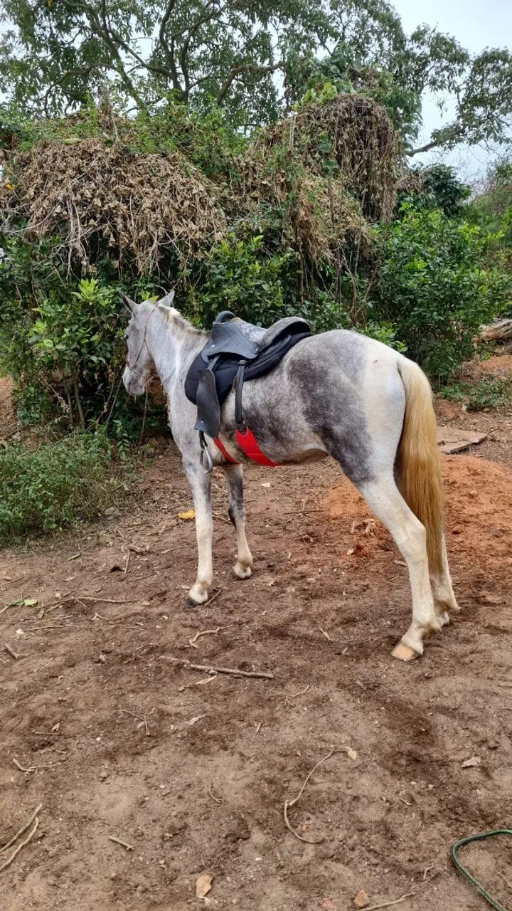 Vende-se égua 