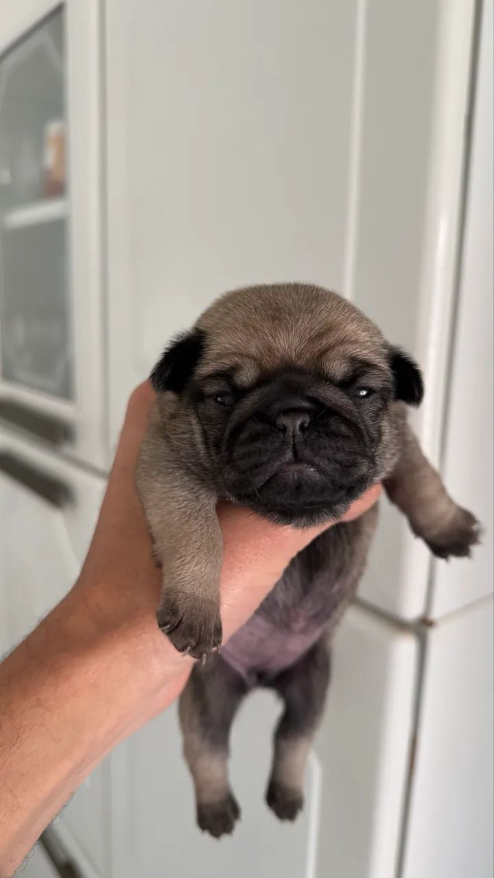 Lindos Pug disponível  - Foto 2
