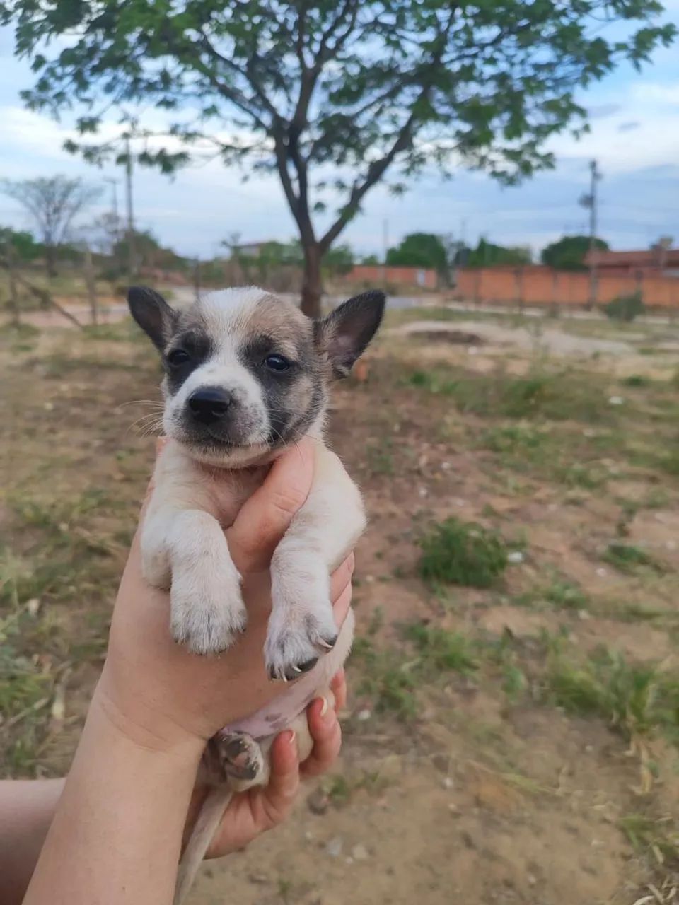 doação de filhotes com a mae - Foto 2