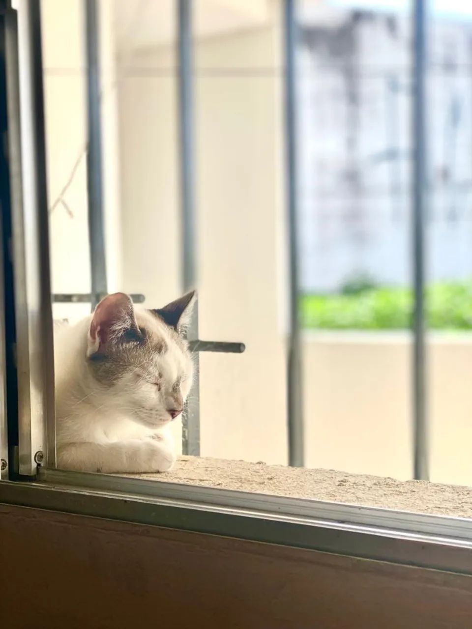 doacao de gata femea - Foto 2