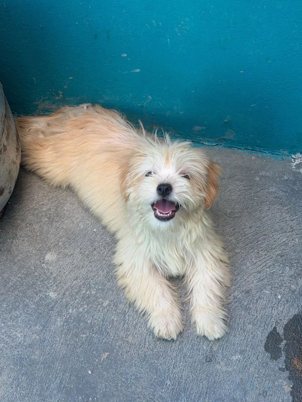Lindos Lhasa Apso - Foto 3