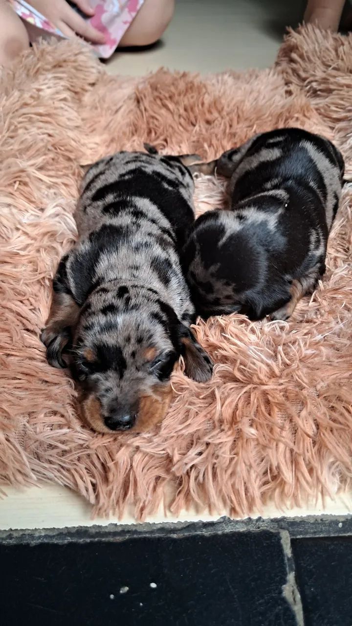 DASCHUND SALSICHA MACHO E FÊMEA ALERQUIM  - Foto 5