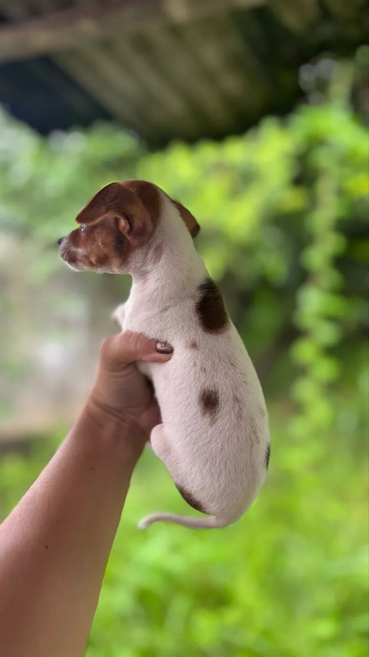 Pinscher macho bicolor - Foto 2