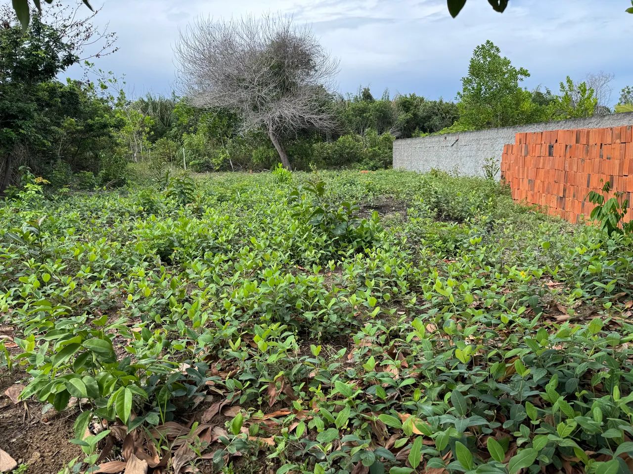 Foto - Salvador - Barreiras
