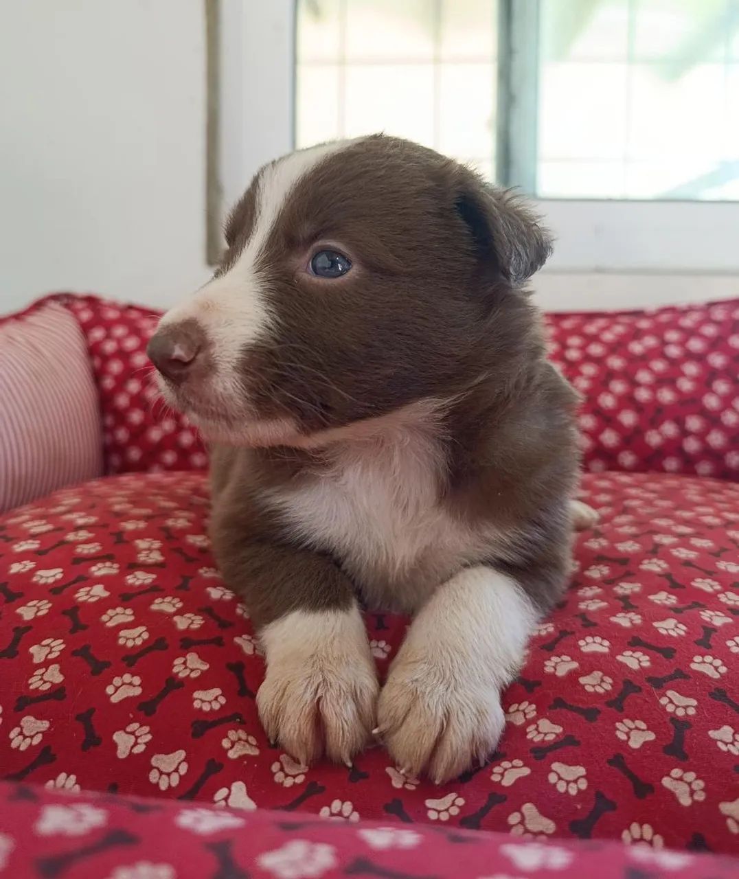 Filhotes de Border Collie  - Foto 2