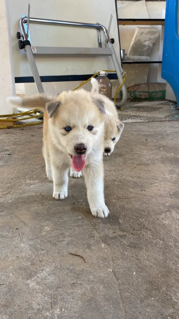 Filhotes de husky siberiano  - Foto 4