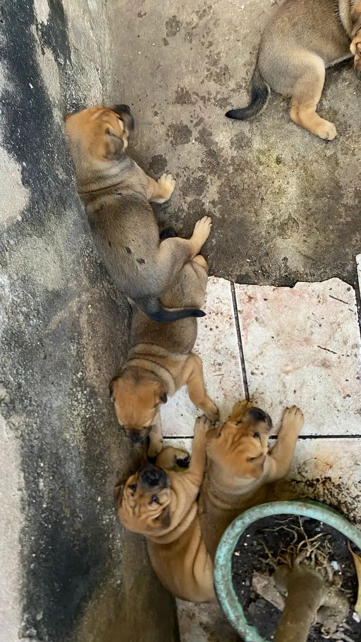 Shar pei original  - Foto 2
