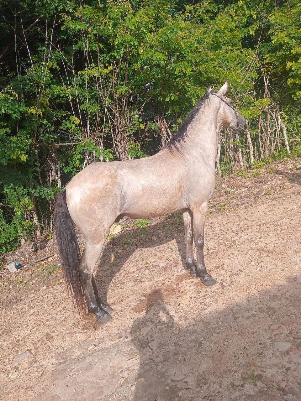 Vende-se e troca-se cavalo muito andador de baixa e alta   - Foto 3