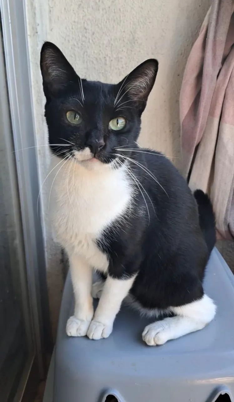 LORD, CASTRADO E VACINADO - Foto 2