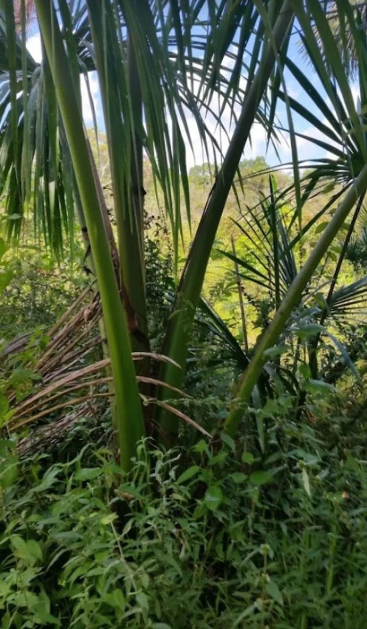 TERRENO COM IGARAPÉ ,AM-010 ,KM- 42. - Foto 4