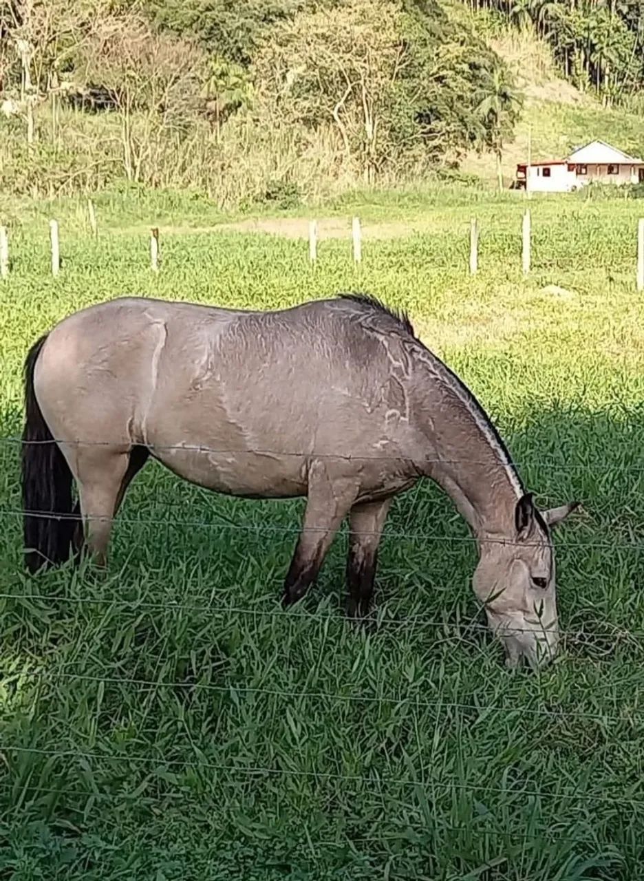 VENDO 2 EGUAS  - Foto 2