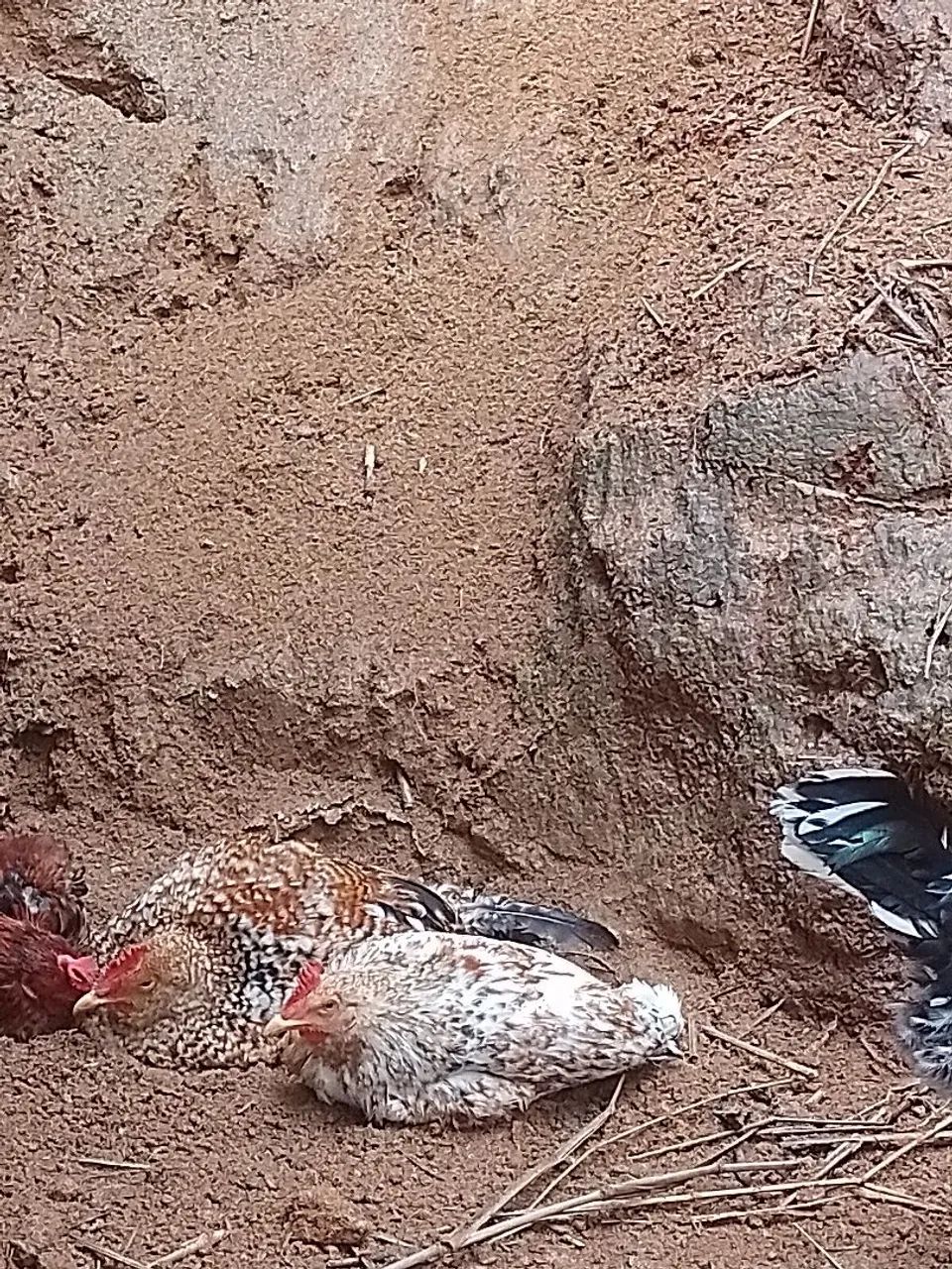 Frangos mestiços músicos e caipirao gigante  - Foto 2