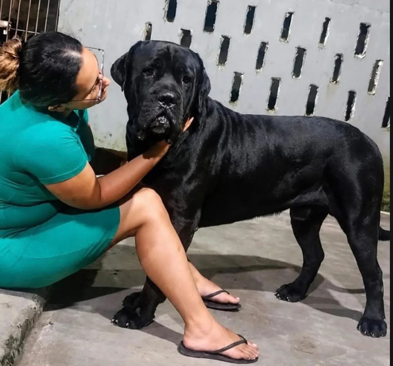 Cane corso - Foto 4