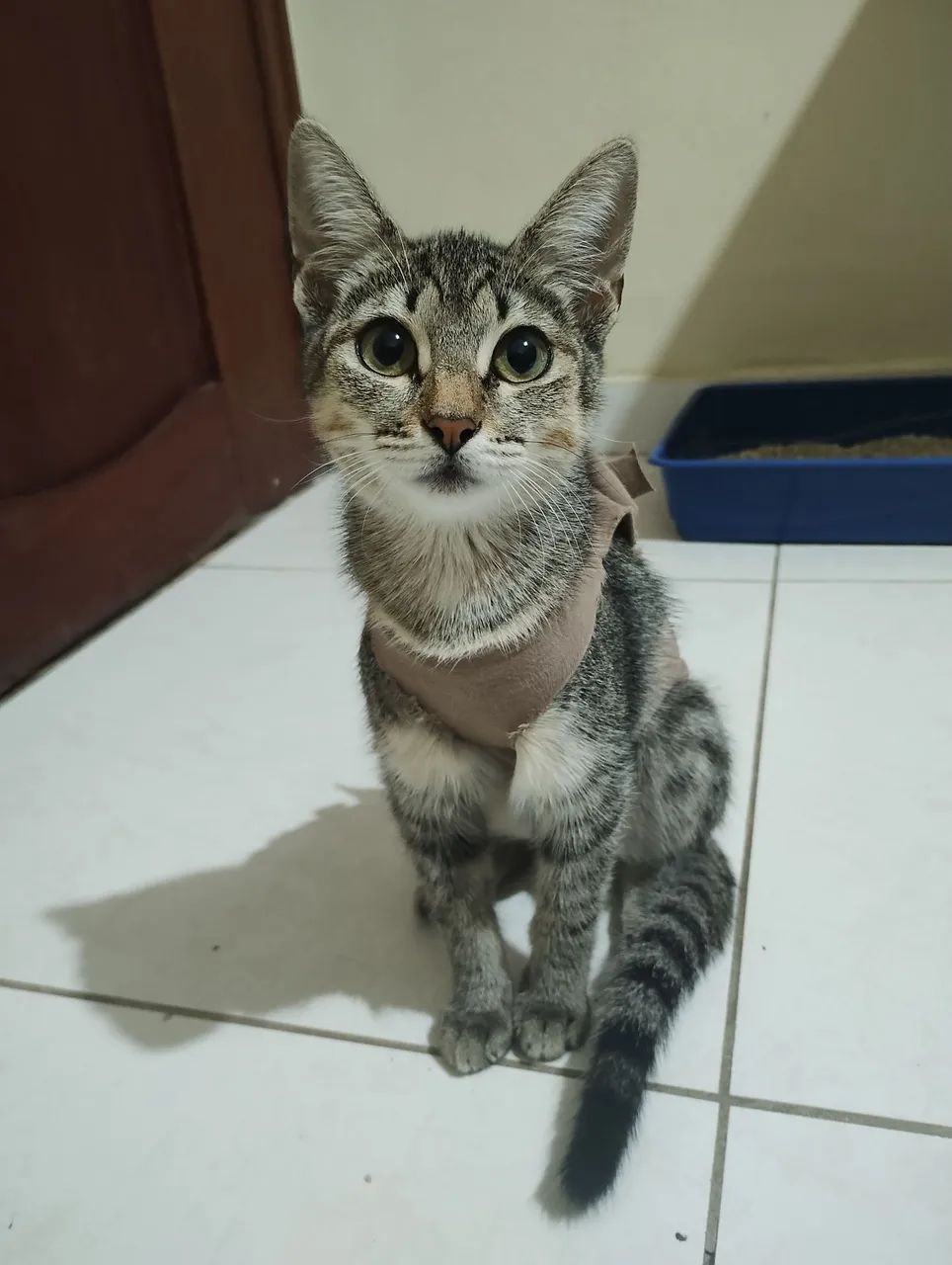 Adoção responsável