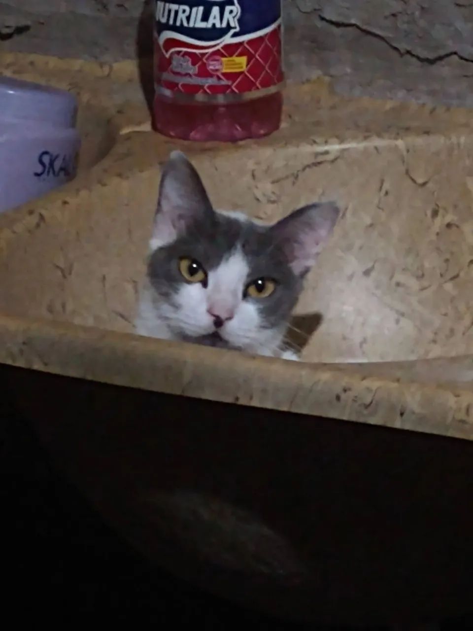 Adoção responsável  - Foto 5