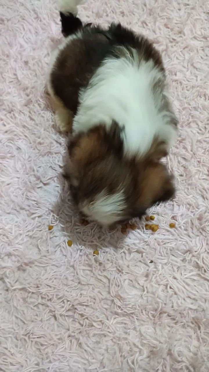 Cachorro Shitzu  - Foto 2
