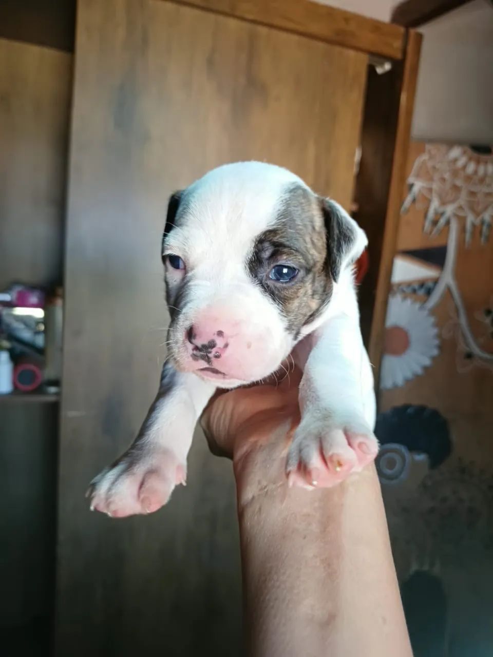 Vende-se pitbull