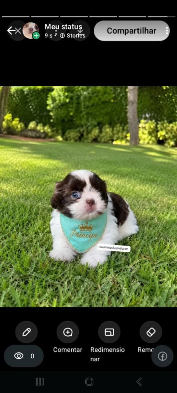 Shihtzu minis legítimos Vacinados  - Foto 5