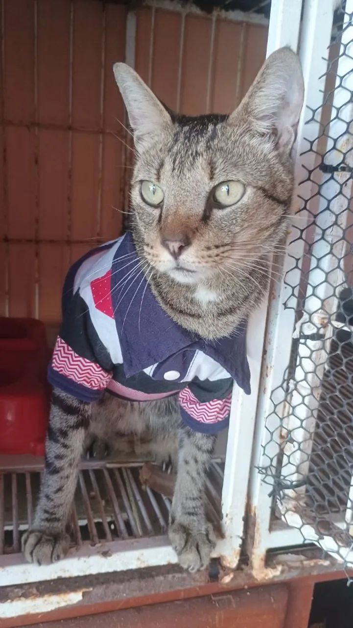 Doação Responsável Gato Castrado 