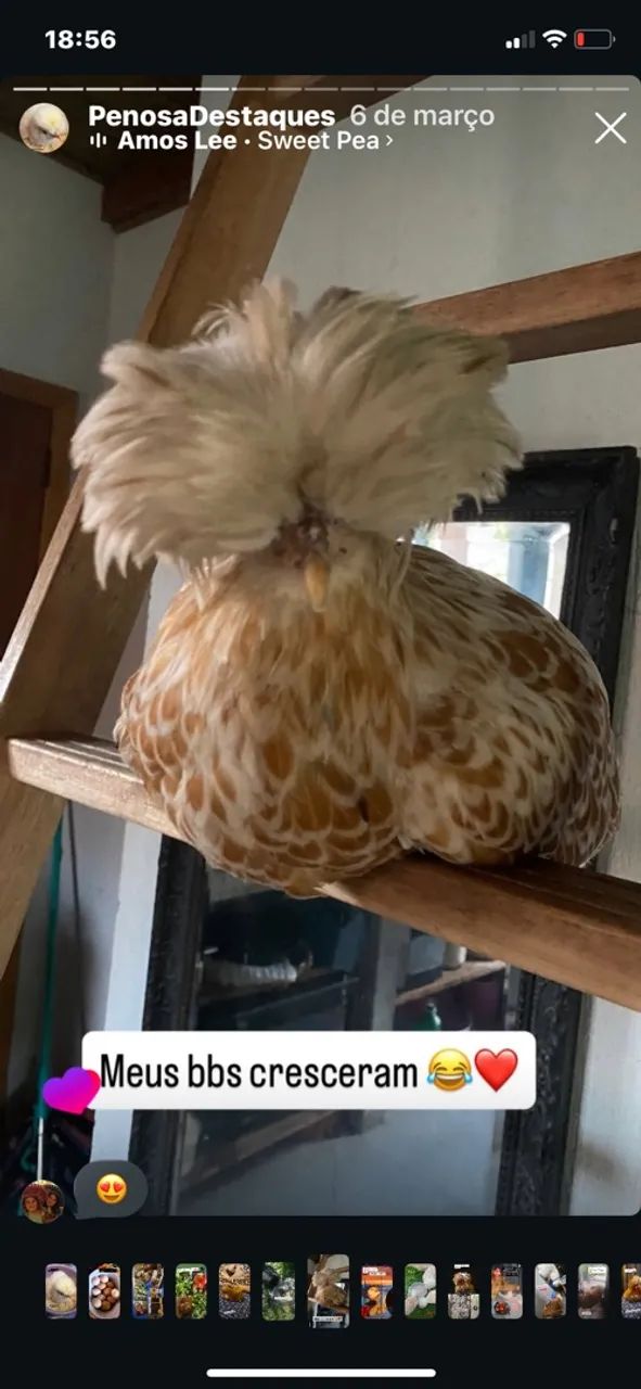 Aves ornamentais 