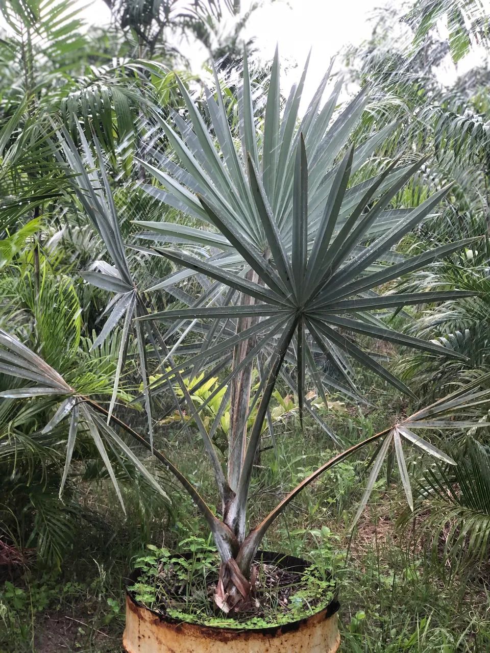 Palmeira Azul