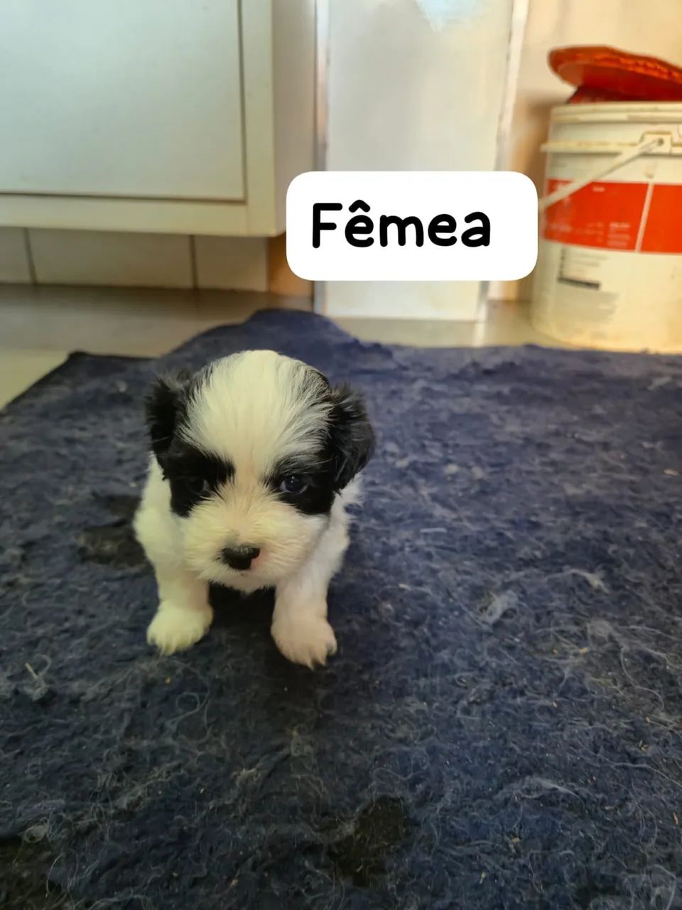 Lhasa Apso Fêmea 