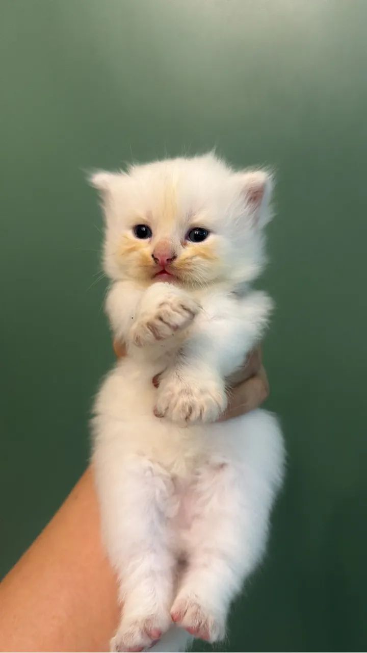 Gato persa