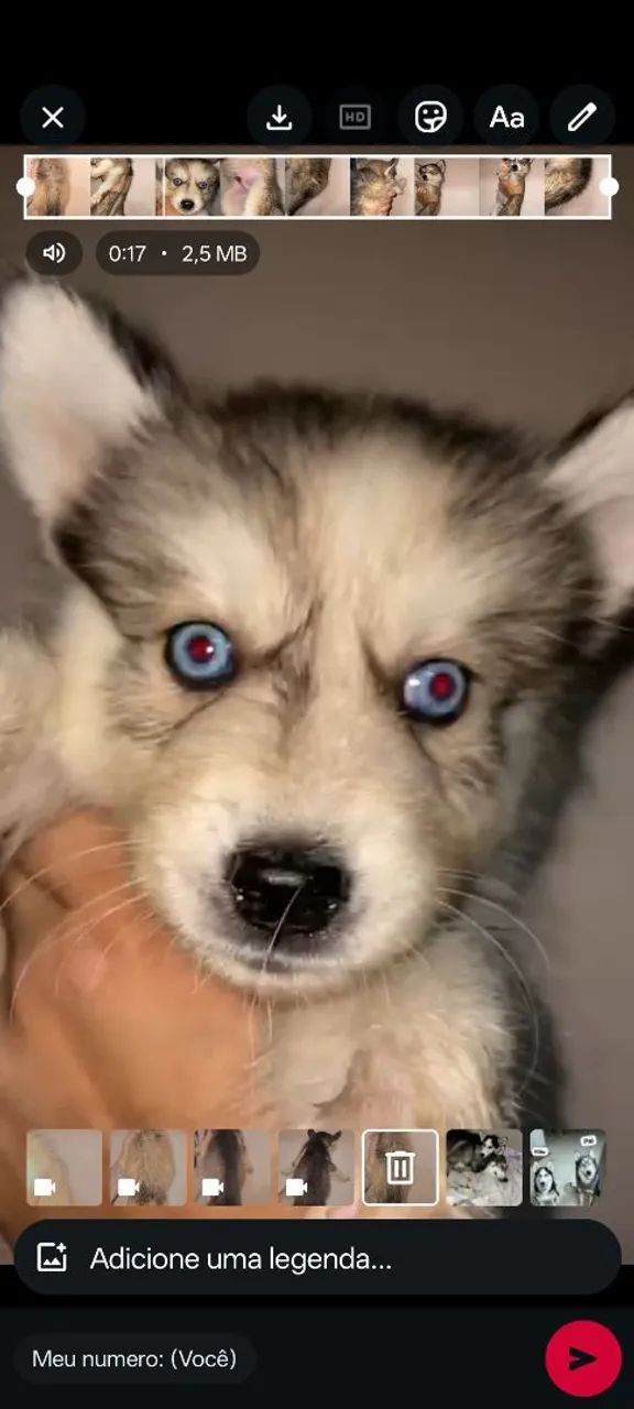 Husky Siberiano