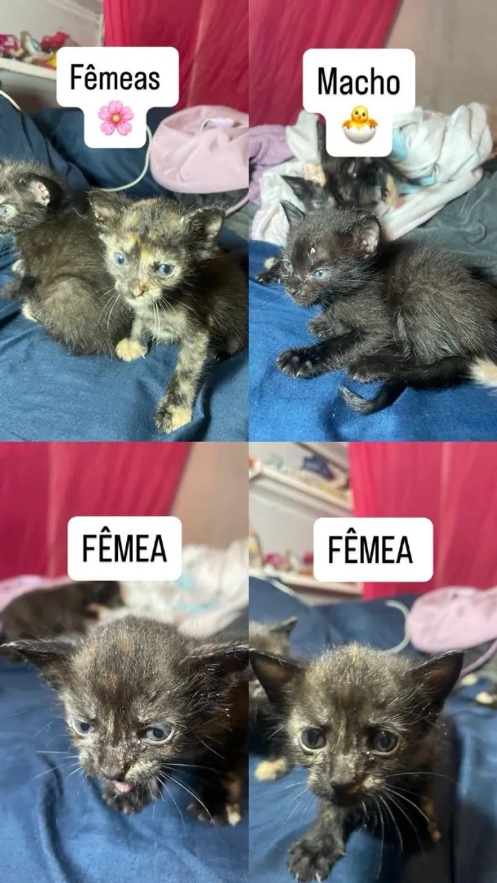 ADOÇÃO URGENTE E RESPONSÁVEL  - Foto 2